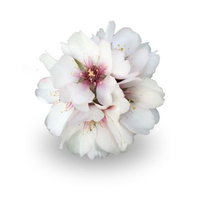 Flor blanca