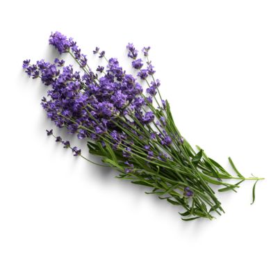 Ramo de flores lilas de alfazema