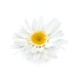 marketing-olfativo-malaga-flor-blanca Flor blanca Margarida